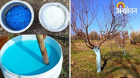 Best fungicide for fruit tree wounds after pruning