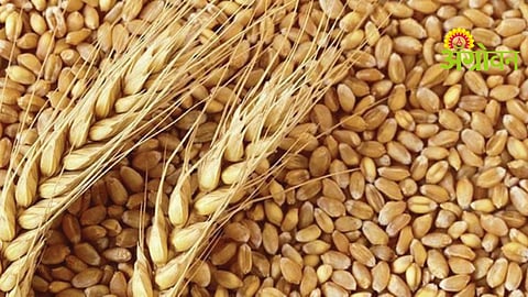 Wheat Prices