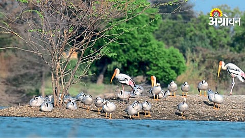 Migratory Birds