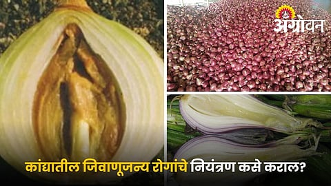 Onion curing and storage techniques to avoid rotting