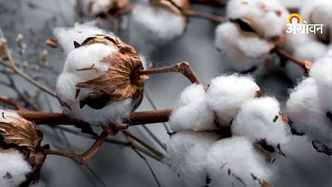 Cotton price trend india and global market analysis