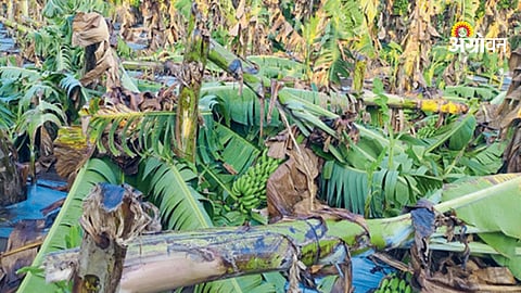 Weather based crop insurance delay jalgaon farmers