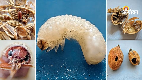Drugstore beetle infestation in stored grains