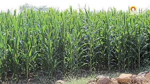 Rabi fodder cultivation area in ahilyanagar