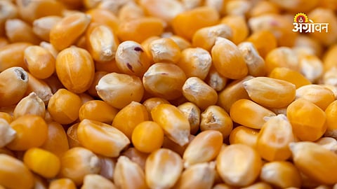 Maize MSP procurement extension India April deadline