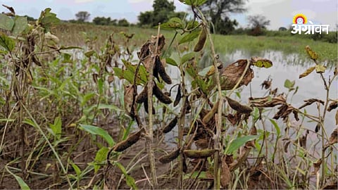 Delay in crop compensation after unseasonal rain