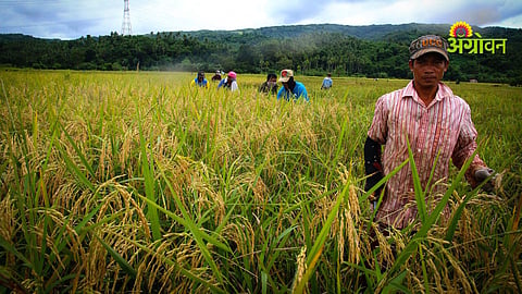 Impact of fertilizer and fuel price rise on rice production