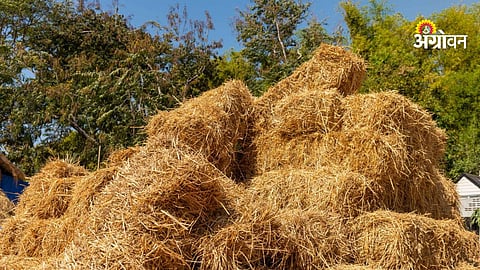 Fodder Crisis in Rural India 2026