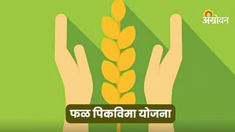 Insurance payout for crop damage in Maharashtra