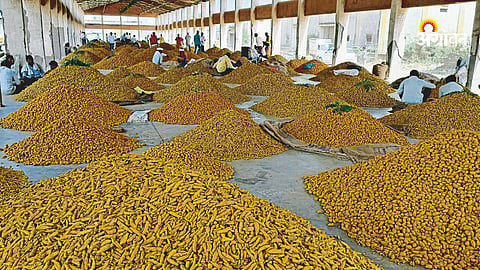 Turmeric market trends in Maharashtra