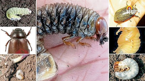 Agriculture pest management during pre monsoon