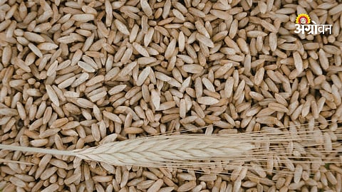 Wheat export quota increase India impact on farmers