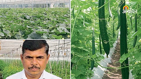 Shade net farming success in Maharashtra