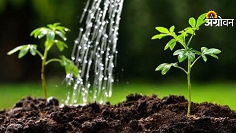 Ahilyanagar Tree Plantation