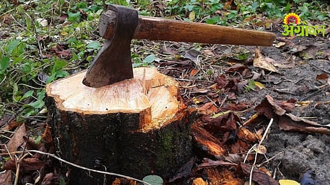 Illegal Tree Cutting