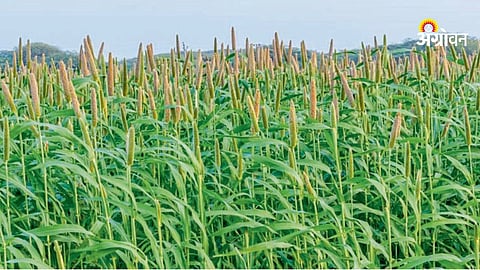 Summer bajra cultivation trends in Pune