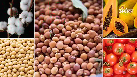 Agri market price update Maharashtra today