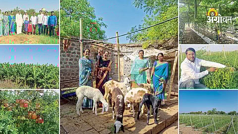 Multi cropping farming success story in Maharashtra