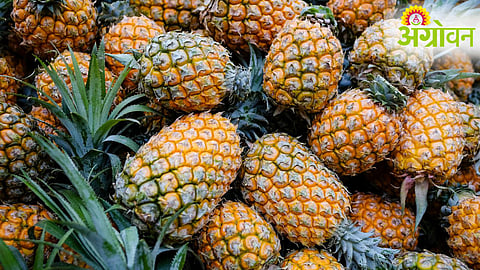 Pineapple Prices Crash