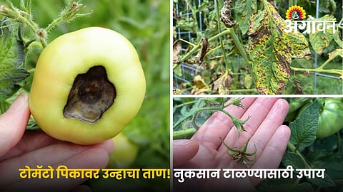 Summer vegetable farming tips for tomato