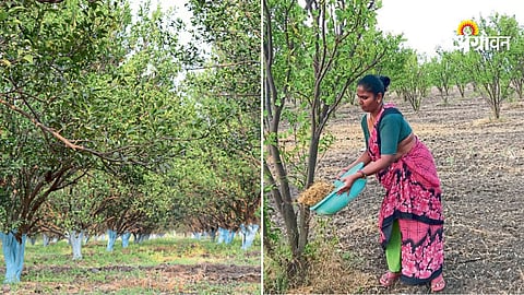 Summer care tips for citrus orchard India