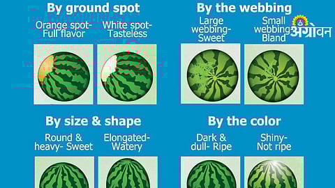 Fruit Selection Technique