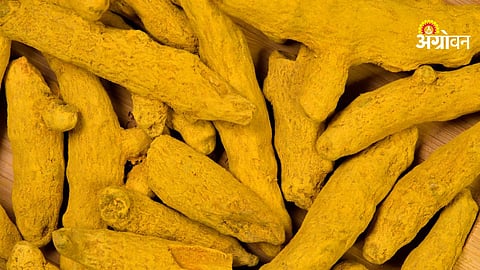 Turmeric arrival Hingoli market price impact