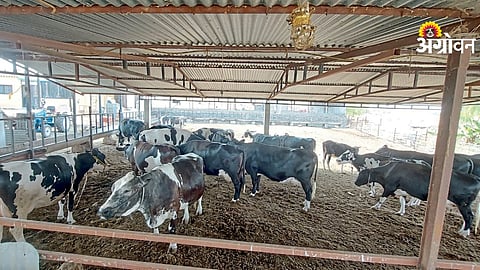 Summer Livestock Care