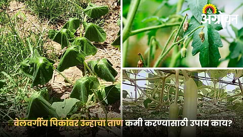 Heatwave Impact on Farming