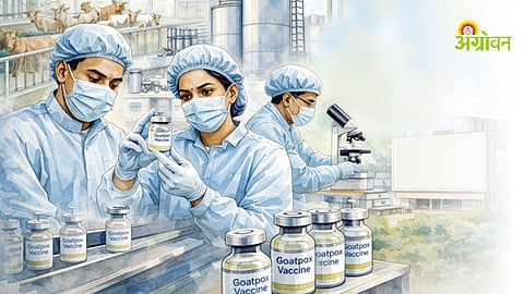 Goat pox vaccine production in Maharashtra