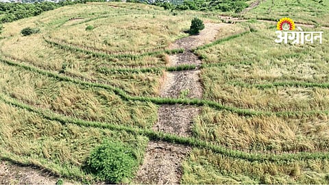 Forest Conservation Technique