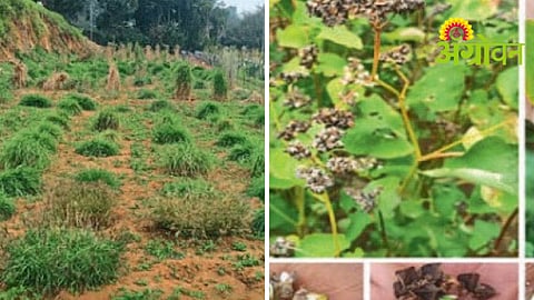 Wheat Research Centre