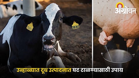 Best cooling methods for dairy animals in heat