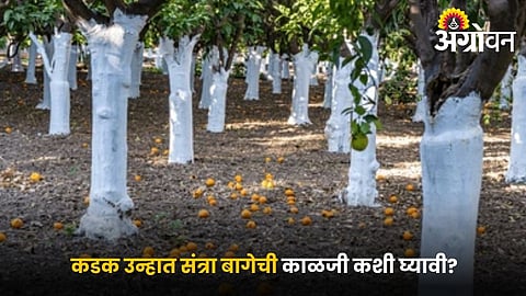 Citrus Orchard Management tips in Summer