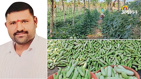 Summer vegetable farming business ideas