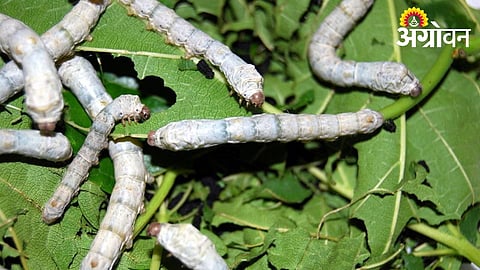 Farmers Turn to Sericulture for Sustainable Income