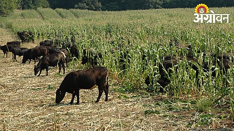 Farmers Demand Action on Crop Loss Due to Wild Animals