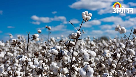 Agriculture Department Prepares for Kharif 2026 Sowing