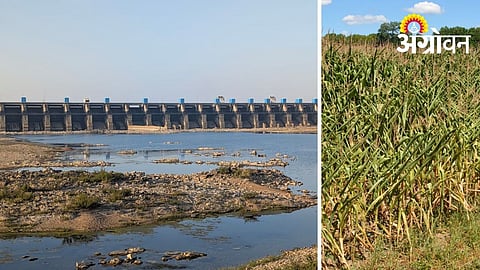 Poor Canal Maintenance Hits Farmers in Yavatmal