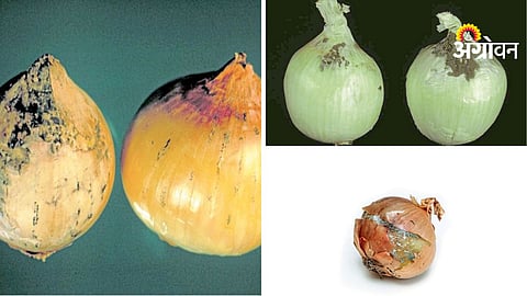 Onion Storage Disease Control