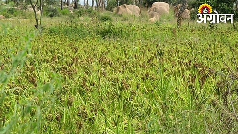 Intercropping with Ragi Boosts Farmers’ Income