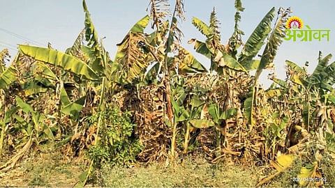 Banana Crop Damage