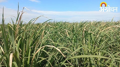 Heatwave Challenges Sugarcane Cultivation in Khandesh
