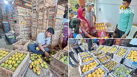 Mango shortage on Akshaya Tritiya