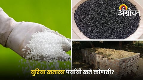 Best alternatives to urea fertilizer for Farmers