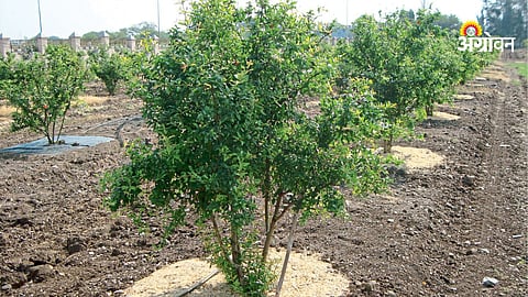 Benefits of mulching for soil moisture retention