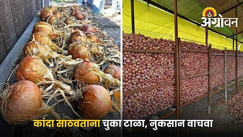 Best onion storage methods for farmers