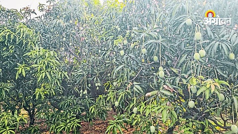 Challenges faced by mango farmers due to weather changes