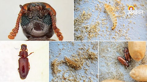 Red Flour Beetle: धान्य साठवणुकीतील रेड फ्लोअर बीटल