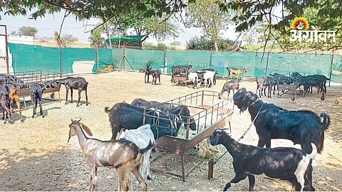 Goat Feeding Management